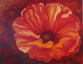 Tangerine Poppy